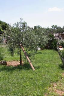 Apartment Punat 10421c - Punat - 1