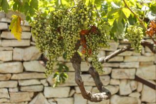 Holiday house with a parking space Okljucna, Vis - 14875 - 4