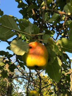 Kamin Ofen Wohnung -Altes Landhaus Oste- 2 Schlafzimmer, Terrasse, Grill, Küche, Bad, WLAN, nah am Nordsee Strand - 3