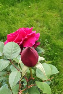 Apartments with parking space Podaca, Makarska - 6055 - 2