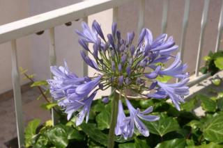 Apartments with a parking space Makarska - 6640 - 1