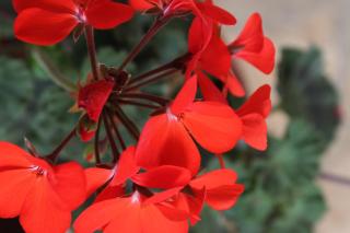 Family friendly seaside apartments Zaton, Zadar - 6616 - 2