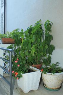 Apartments with parking space Rabac, Labin - 7465 - 2