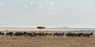 Endeem mara resort - 8