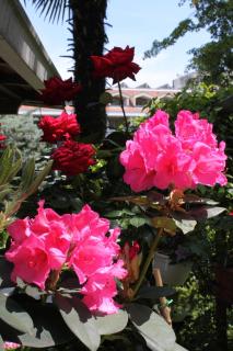 Apartments with parking space Lovran, Opatija - 2336 - 1