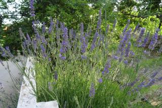 Apartments with parking space Zivogosce - Blato, Makarska - 23922 - 1