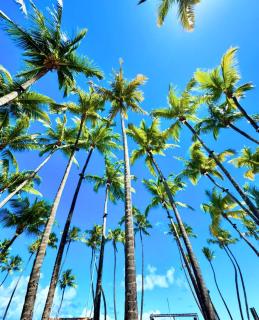 Pousada Maré Alta Pajuçara - 8