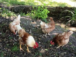 Chez Jean-Pierre - 8