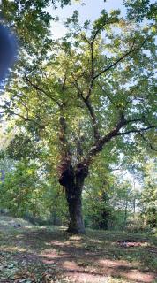 In the Wild Volcano Sea Side - 7