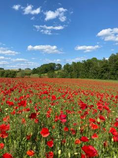 Charmantes Chateau Lichter - Alte Schmiede - 6
