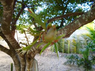 Pousada Familiar Mangabeiras - 7