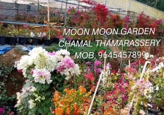 Moon moon Garden - 9
