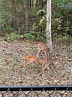 Lily Pad Modern Mountain Chalet on 19 Private Acres with Fire Pit - 7