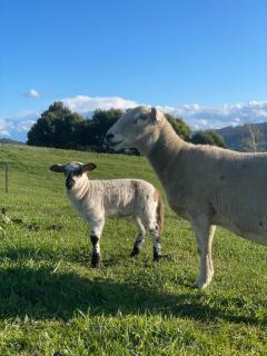 NEW Luxury Cabin with Scenic Views & Farm Charm - 3