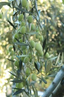 Apartments with parking space Rukavac, Vis - 8897 - 1