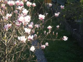 Gemütliche Ferienwohung Mit Großem Garten - 1