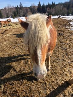 Útulný apartmán s terasou na Šumavě v malebné vesničce Prášily - 6