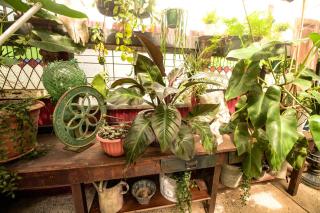 Rainforest Canopy Apartment - 1 Bedroom - 8