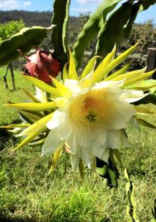 Ideal Villa in Vila Nova de Famalicão with Private Pool - 9