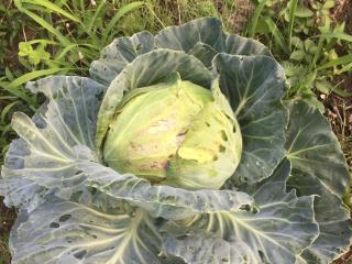 Strawberry Villa - Vacation STAY 16883 - 3