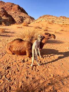 Quite bubble tent - 5