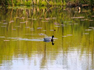 holiday home, Kolczewo - 7