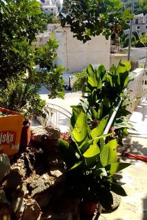 Apartments by the sea Povlja, Brac - 712 - 2