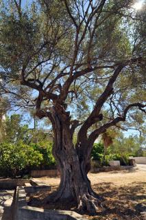 Apartments by the sea Stupin Celine, Rogoznica - 2096 - 1