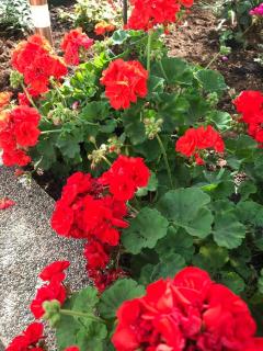 Apartments with parking space Vodice - 19577 - 1