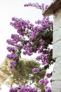 Family friendly house with a swimming pool Selca, Brac - 24224 - 2