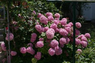 Apartments with a parking space Podgora, Makarska - 6645 - 1