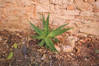 Holiday house with WiFi Mali Losinj (Losinj) - 8014 - 1