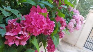 Apartments by the sea Mirca, Brac - 2886 - 2