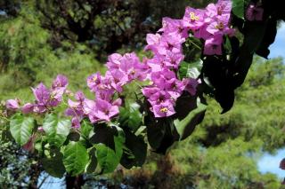 Apartments by the sea Mirca, Brac - 2886 - 3