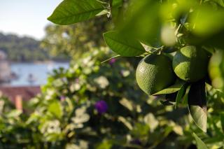 Apartments by the sea Stomorska, Solta - 8650 - 1