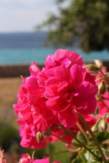 Apartments by the sea Lun, Pag - 3320 - 2
