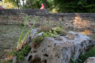 Apartments with parking space Sveti Lovrec, Central Istria - Sredisnja Istra - 24888 - 3