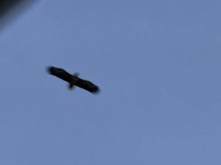 CC`s Green house - 6