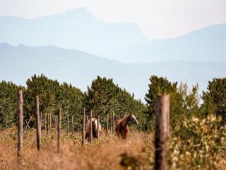 Sunbird Cabin at Vrolikheid Landgoed - 4