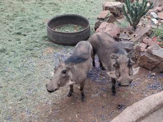 Pumba's Den Kranspoort - 1