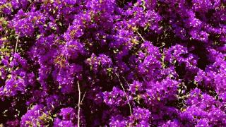 Mela Garden House - Genova - 7