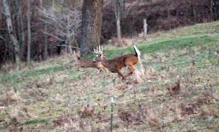 1800s Farmhouse Cottage Rental on a 230 Acre Farm in Muskingum County, Ohio - 2