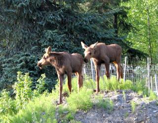 Inviting Cabin Getaway on a Private Lake on the Kenai Peninsula, Alaska - 5