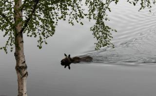 Inviting Cabin Getaway on a Private Lake on the Kenai Peninsula, Alaska - 1
