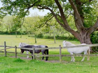 Swallow Barn-Ow2 - 6