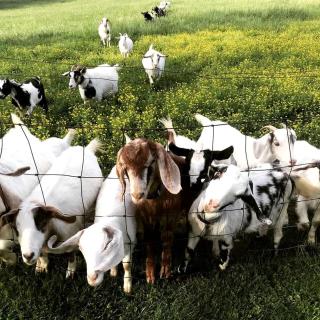 Beautiful Tree House for a Romantic Getaway on a Farm near Chattanooga Valley, Georgia - 5