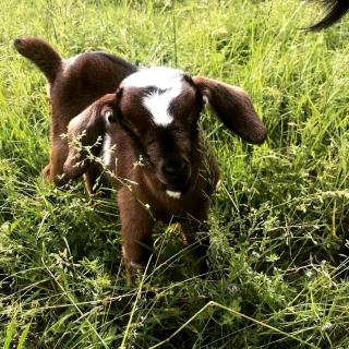 Beautiful Tree House for a Romantic Getaway on a Farm near Chattanooga Valley, Georgia - 4