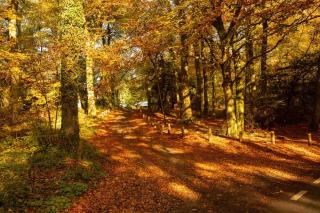 The Organic Cotswolds Cowshed - 4