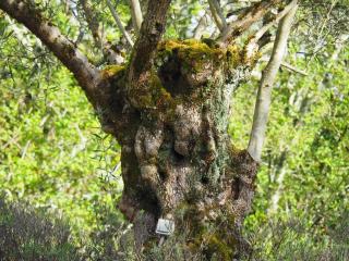 Gîte avec piscine - Rigal haut - 0