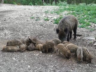 Ferienwohnung Josi - 8